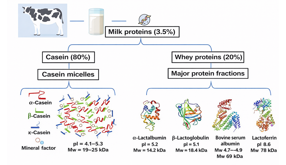 The protein composition of milk – the hidden intelligence of a natural system