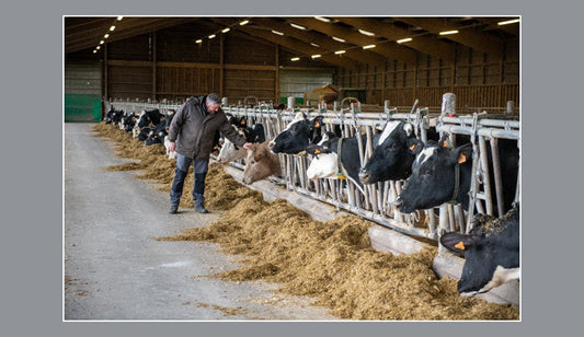 Influence of nutrition on the quantity and quality of milk – metabolic programming of the mammary system through diet