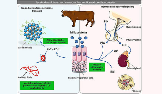 Factors Influencing the Quantity and Quality of Milk Proteins – Biological Regulation, Structural Organization, and Technological Significance